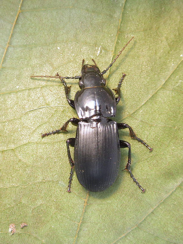 Carabidae: Abax continuus